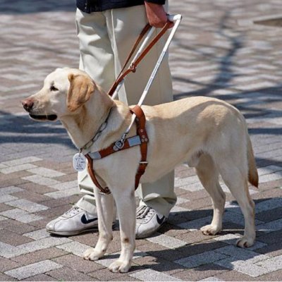 Tout savoir sur les chiens d’assistance grâce au guide des chiens d’assistance